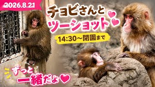 【癒しのツーショット】チョビさんと閉園まで一緒♡パンチくんの特別な午後🐵💕#パンチくん#チョビさん#ニホンザル#市川市動植物園#猿#動物#癒し動画#動物園#かわいい#shorts