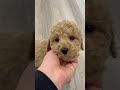 Goldendoodle dogs for sale: Benji - Video 1