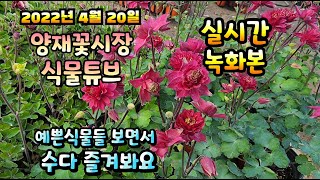 2022년 4월 20일 수요일  예쁜식물들  보면서  수다즐겨봐요 #양재꽃시장 #식물튜브
