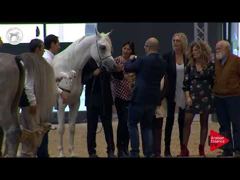 N.50 SM BARIQ - SEWC 2017 - Colts Championship (Class 9)