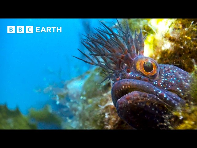 Incredible Natural World Wonders - Narrated by Sir David Attenborough | BBC Earth SDDEFAULT Thumbnail