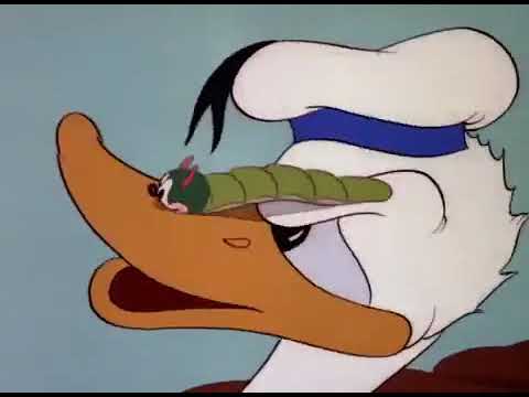 Kalle Anka sover middag