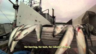 Cold Water Cowboys: Fish Bios - Herring