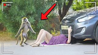 Momentos Insanos de Animais Que Parecem Loucos Demais Para Serem Reais!