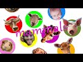 Mammals Song | Mammals have hair