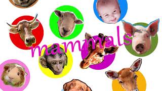 Download lagu Mammals Song | Mammals have hair mp3 Download lagu Mammals Song | Mammals have hair mp3