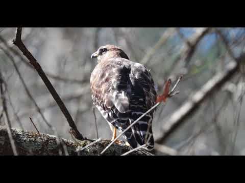 レッドショルダーホークとクーパーホーク 2018 年 3 月 2 日 ディケーター GA
