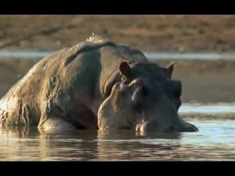 1999 The Ultimate Guide Crocodiles