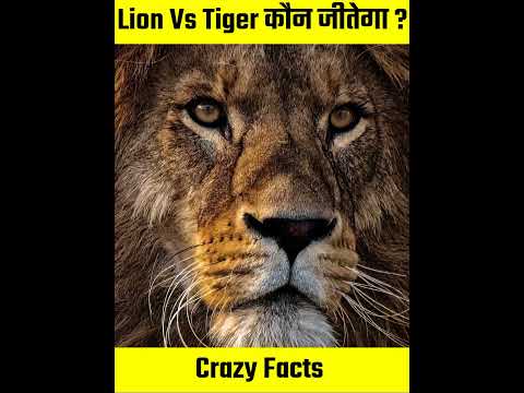 Lion Vs Tiger कौन जीतेगा ? #shorts