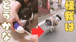 包帯が取れたのでお散歩に行ったよ！