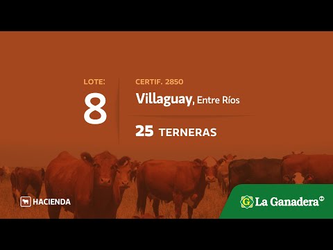 Lote Terneras en Villaguay