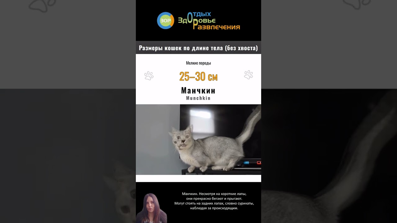Манчкин – кошка с короткими лапками 🐾 | Munchkin cat