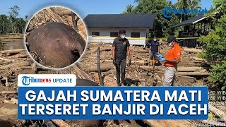 Gajah Sumatera Mati Terjepit Kayu Terseret Banjir di Aceh, Warga Kaget Di Desa Ini Tak Ada Gajah