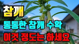 참깨8월에 해야할 일 이건 꼭 해야 빈꼬투리없이 수확해요. 늦었다 생각하지말고 하세요.