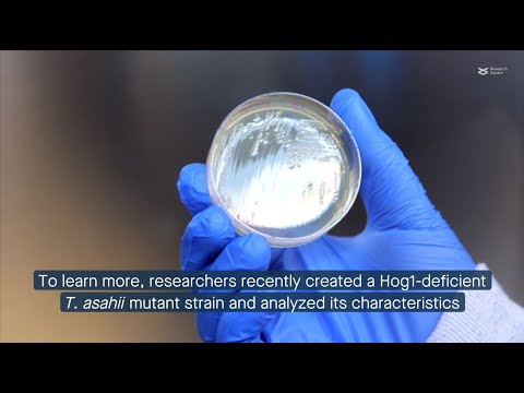 Hog1 mediates the stress resistance and virulence of the fungal pathogen T. asahii