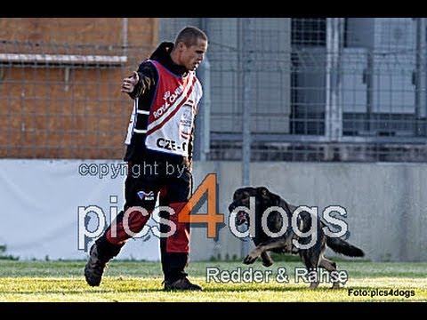 MS WUSV 2012 - Radomir Kupka & Cox Vikar C: 94