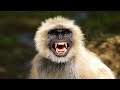 Angry Langur Sound To Scare Monkeys Away