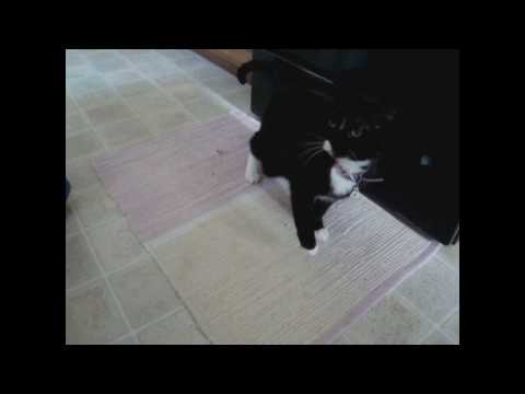 Cats Fighting (Slow-Mo)