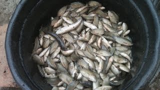preview picture of video 'Membuat Perangkap Ikan di Sawah.mp4'