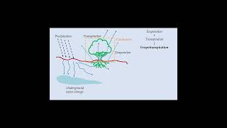 Introduction to Evapotranspiration #shorts #civilengineering  #hydrology