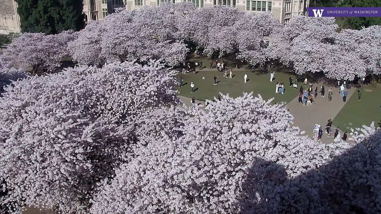 Live webcam view of UW Quad Cherry Blossom Cam