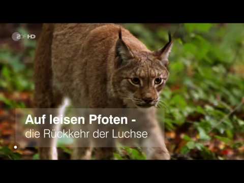 Auf leisen Pfoten - Die Rückkehr der Luchse