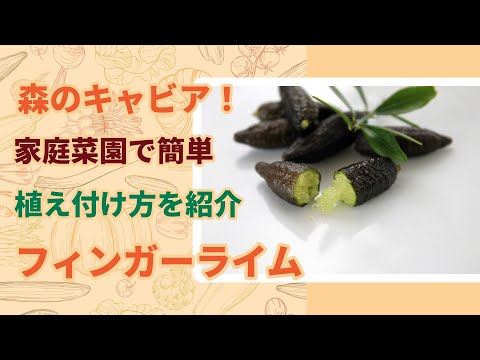 自家製の樹木用ライムの作り方 ライムの木にいつライムを施すか なぜその方法を