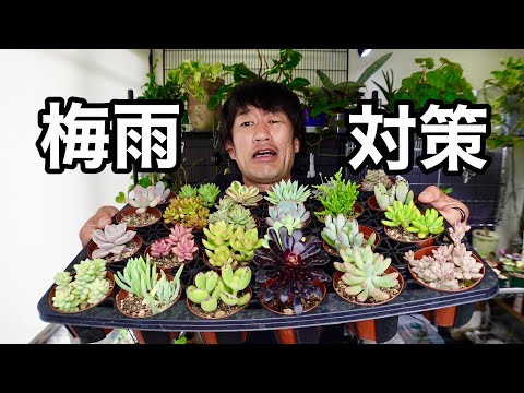 この春、多肉植物の植え替えはいつ頃できるでしょうか？植え替えを成功させるための重要なステップ  庭園