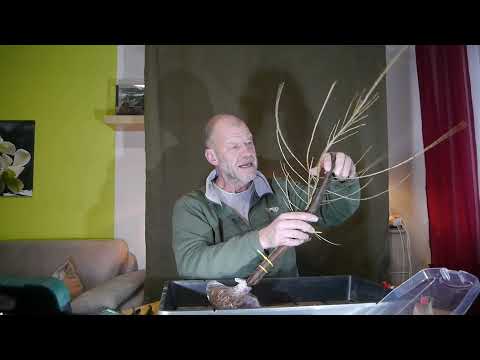 Tanuki-Die vergessene Lärche