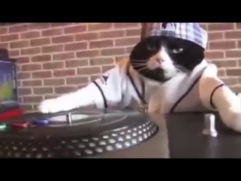 Gato Dj
