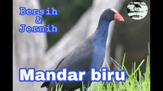 Download lagu Suara burung Mandar biru Jantan dan Betina Ampuh untuk memancing keluar dari semak2 mp3