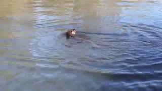 Feeding an Otter on the River Bure (Wroxham) - Norfolk Broads