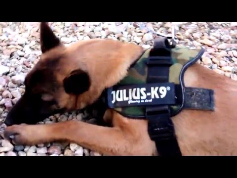 Fisi Faunes - Sezoni 3 / Episodi 18