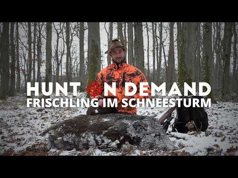 Wild boar piglet 🐗 in a snowstorm @Huntingroom