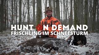 Frischling 🐗 im Schneesturm @Huntingroom