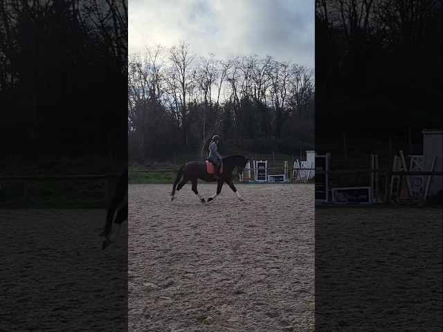 Super facile hongre 10 ans par Diamond Hit