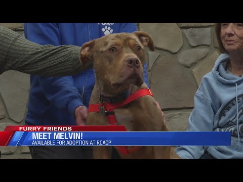 Furry Friends: Meet Melvin - YouTube