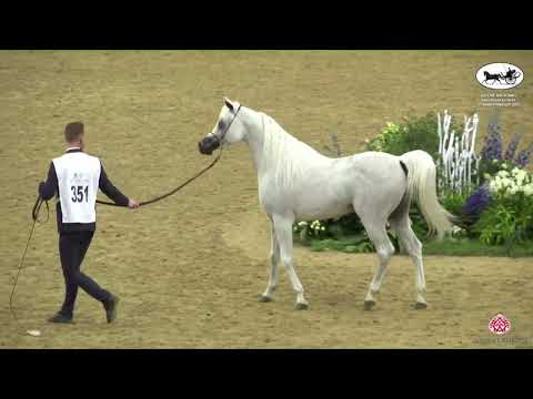 N 351 WASET AL SHAQAB   Qatar National Arabian Horse Championship 2022   Stallions 7 10 Years Old Cl