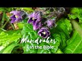 Mandrakes in the Bible, a Jewish Take