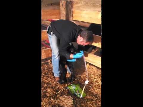 Perfect Udder: How to stomach tube feed a Calf