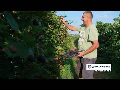 Složno, uspešno! ep. 177 08.08.2023. Plantažu kupina poljoprivrednog gazdinstva Savića u Kuršumliji