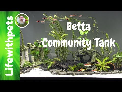 Betta Fish Community Tank Needs A Major Clean Up