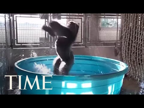 Caught On Camera: Zola The Gorilla Dancing While Having A Bath At The Dallas Zoo | TIME