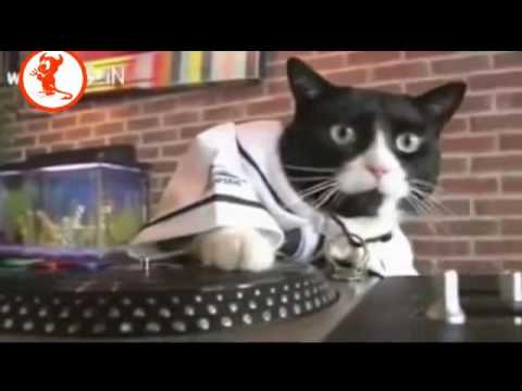 dj cat jok in kick