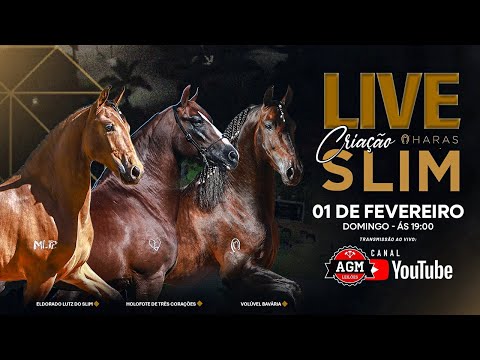 LIVE DE CRIAÇÃO - HARAS SLIM