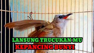 Download lagu Pancingan suara trucukan gacor agar berbunyi jadikan trucukan rodel panjang mp3