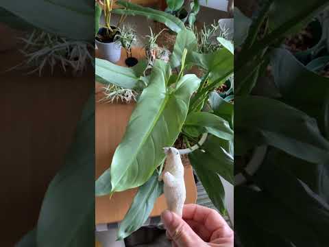 フィロデンドロンについて詳しく解説