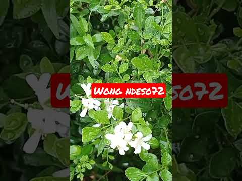 Bunga melati #vidioviral #trending #shortsvideo #shorts #hashtag #hashtags #hashtag @wongndeso7241