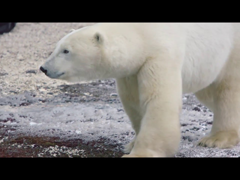 Classic Polar Bear Safari