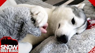 Husky Demands Lots of Love and Pets